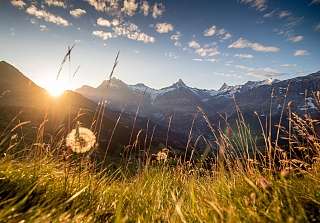 Prairie d'été sur la Bussalp avec hautes herbes et pissenlits à contre-jour du soleil couchant, sommets enneigés en arrière-plan. © Jungfrau Region Tourismus AG